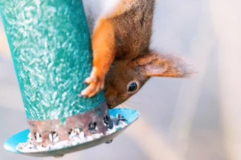 Squirrel feeding from a birdfeeder Stock Photos