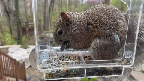 Squirrel Feeding Close up Video stock 183603467