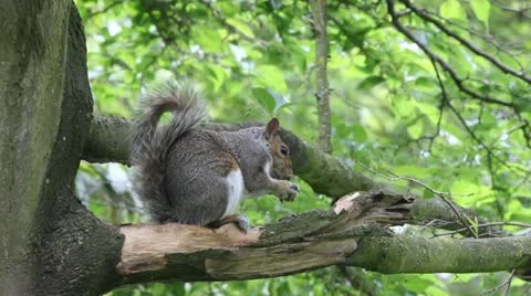 Squirrel feeding Video stock 12054315