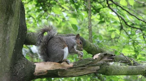 Squirrel feeding Stock-Footage 12054796