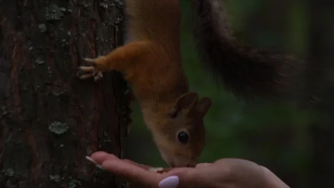 Squirrel feeding Stock Footage