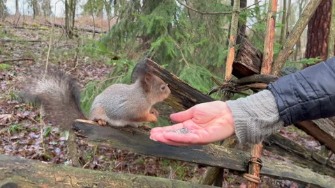 Squirrel feeding Video stock 167413294