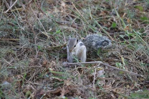 Squirrel feeding in forest Stock Photos
