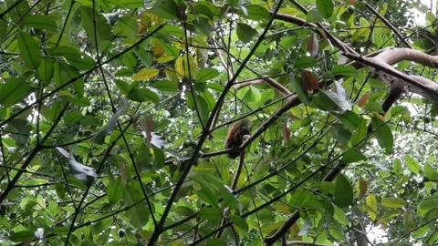 Squirrel feeding on fruit up in a tree in a forest area Stock Footage 122307419