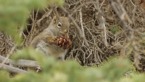 Squirrel feeding with hiccup Stock Footage 79015164