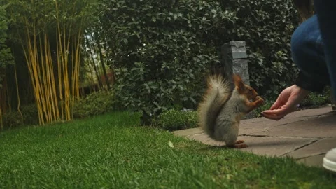 Squirrel Feeding From Human Hand Garden 動画素材 335950788