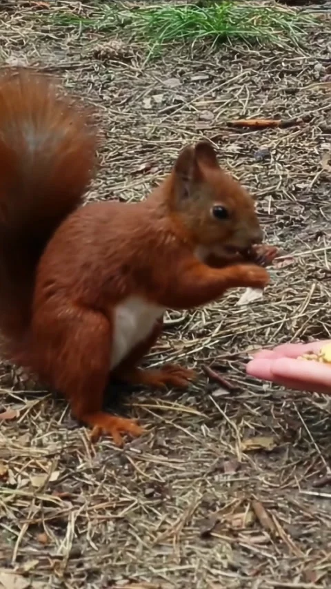 Squirrel feeding interaction with human hand in natural habitat Stock Footage 314312629