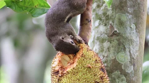 Squirrel feeding on jack fruit close up Stock-Footage 322172990