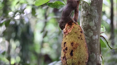 Squirrel feeding on Jack Fruit Stock-Footage 322172984