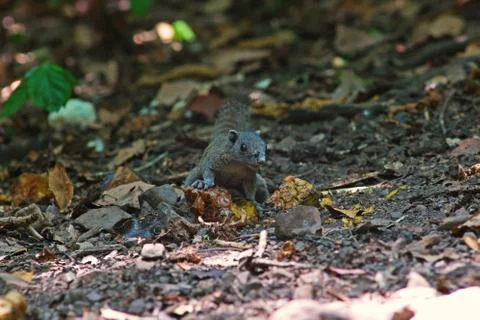 Squirrel feeding in natural forest Stock Photos