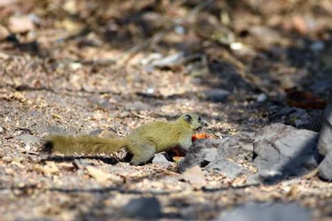 Squirrel feeding in natural forest Stock Photos