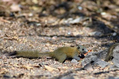 Squirrel feeding in natural forest Stock Photos