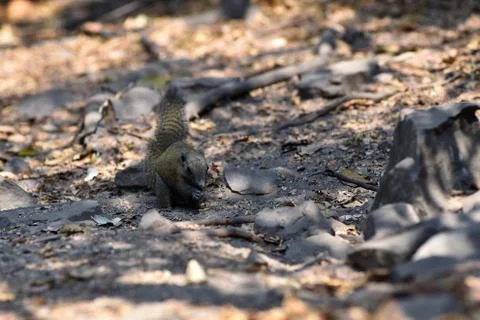 Squirrel feeding in nature, Thailand Stock Photos