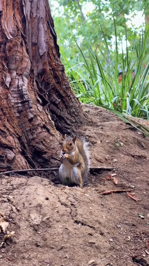 Squirrel Feeding Near Forest Tree Base Stock Footage 343362856