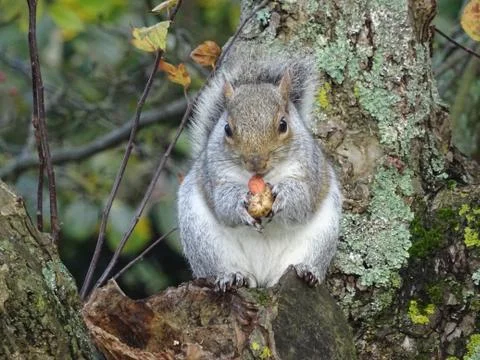 Squirrel Feeding On Nuts Stock Photos