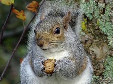 Squirrel Feeding On Nuts Stock Photos