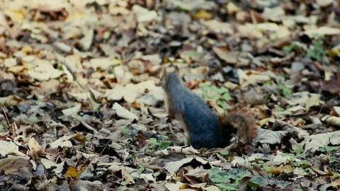 Squirrel feeding with peanut Stock Footage 72469086