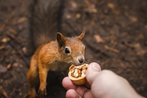 Squirrel feeding Stock Photos