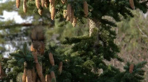 Squirrel feeding on a pine cone  atop a conifer tree one sunny summer day Stock Footage 12717238