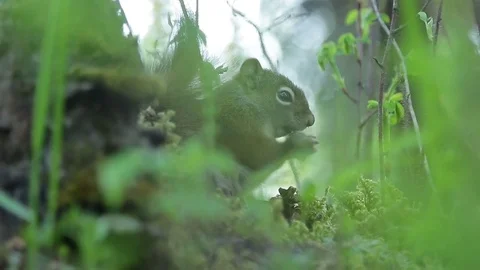 Squirrel feeding on pine cone Stock Footage 79225948