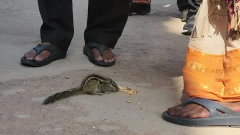 Squirrel feeding in Qutub Minar , New Delhi, Afternoon Stock Footage 232970868