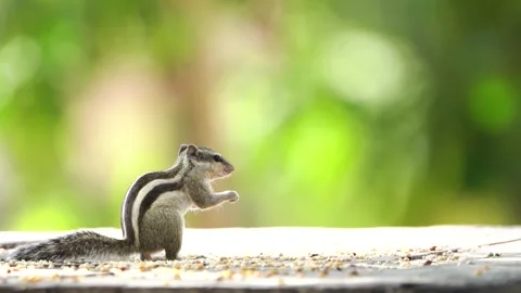 Squirrel feeding seeds 01 Video stock 258025881