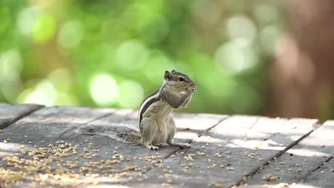 Squirrel feeding seeds 02 Video stock 258026515