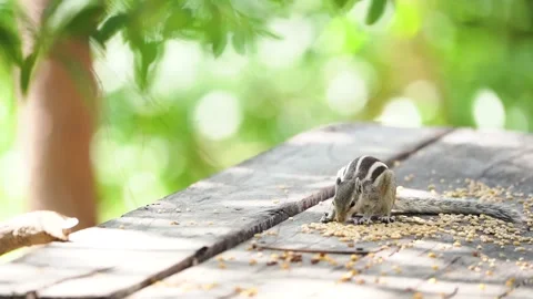 Squirrel feeding seeds Stock Footage 258026519
