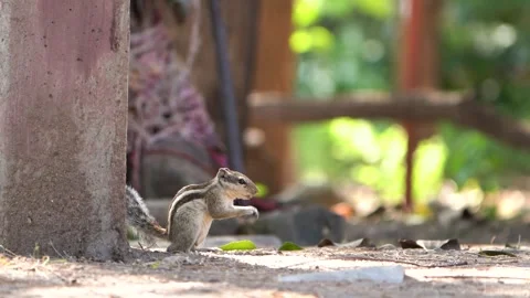 Squirrel feeding seeds on ground 01 Stock Footage 258026473