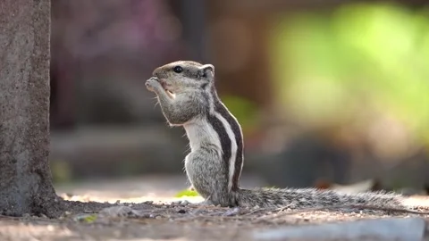 Squirrel feeding seeds on ground Stock Footage 258026472