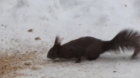 Squirrel Feeding in the Snow Stock Footage 80906681