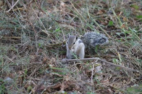 Squirrel feeding in spring Stock Photos