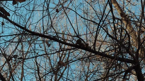 Squirrel Feeding in Tree Chased Away by Another Squirrel Stock Footage 323902635