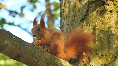 Squirrel feeding on a tree Stock-Footage 270817777