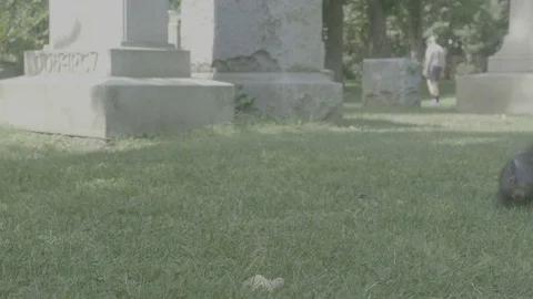 Squirrel feeding [V-log] 1 Video stock 82700598