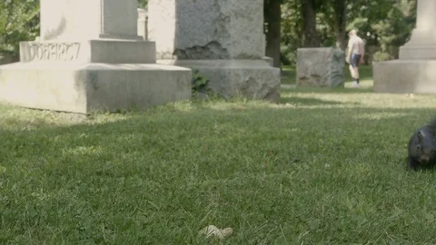 Squirrel feeding [V-log edited] 1 Stock Footage 82703905