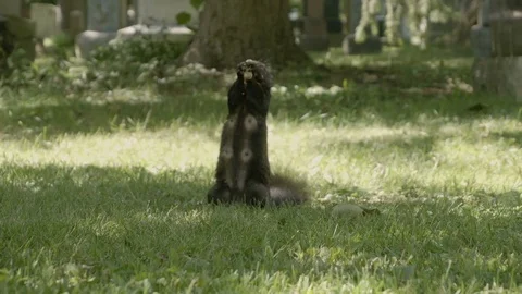 Squirrel feeding [V-log edited] Stock Footage 82704314