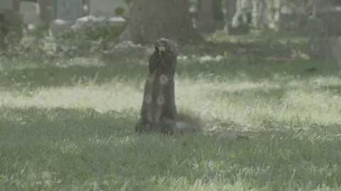 Squirrel feeding [V-log] Video stock 82702037