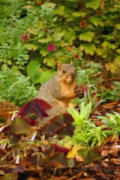 Squirrel feeding in the wild Stock Photos
