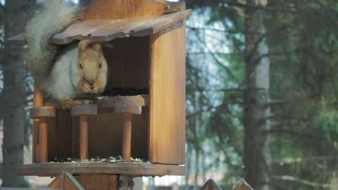 The squirrel feeds on seeds sitting in a feeder in the park among the larches. Vídeos de archivo 182185527