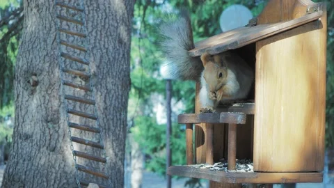The squirrel feeds on seeds sitting in a feeder in the park among the larches. Stock-Footage 182185566