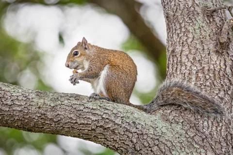 Squirrel Feeds in Tree Stock Photos