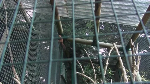 Squirrel fence enclosure climbing high excited animal sky trees captivity zoo Stock Footage 332647284