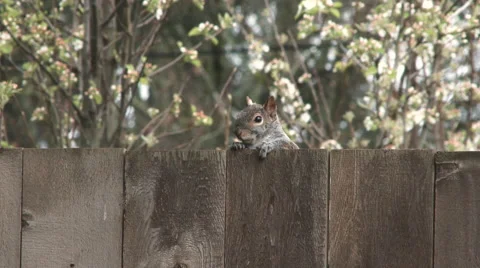 Squirrel On The Fence Video stock 61039114