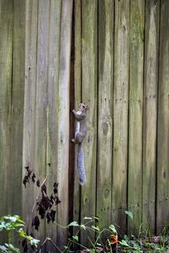 Squirrel of fence Stock Photos