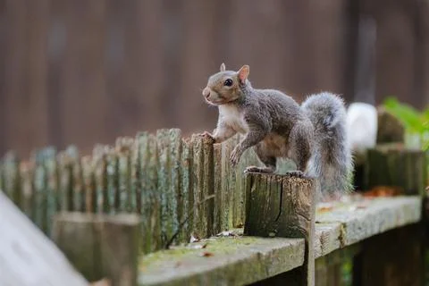 Squirrel on fence Stock Photos