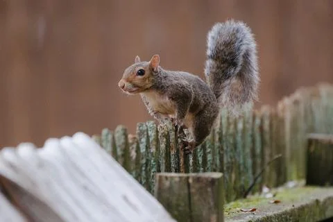 Squirrel on fence Stock Photos