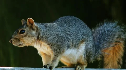 Squirrel on the fence watching warily toward the camera Stock Footage 48373354