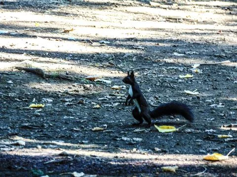 Squirrel on the field in the park Photos