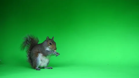 Squirrel filmed against a green screen chroma key in 4k Pt 7 of 30 Video stock 160943997